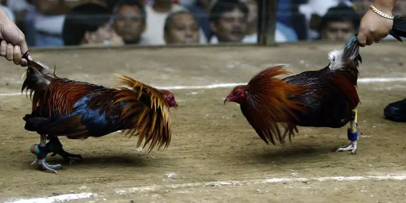 Đa Dạng Trường Gà Từ Campuchia, Philippines